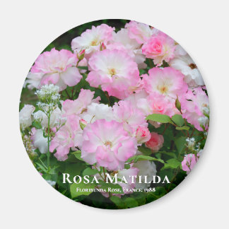 Rosa Matilda imán