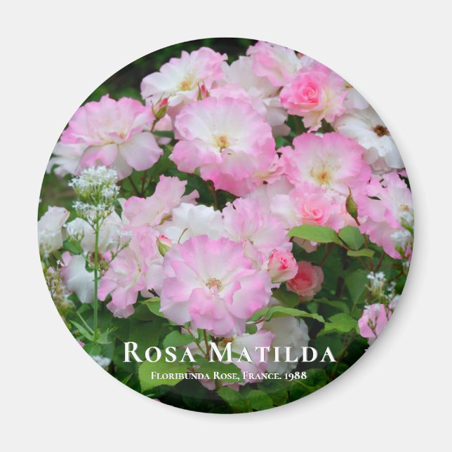 Rosa Matilda imán (Frente)