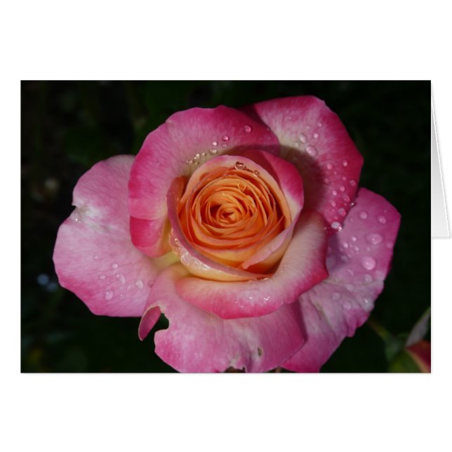 Rosa matutino rosado (Anverso (Horizontal))
