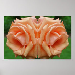 Rosa Melocotón En Flor Espejo Arte Floral De La Na