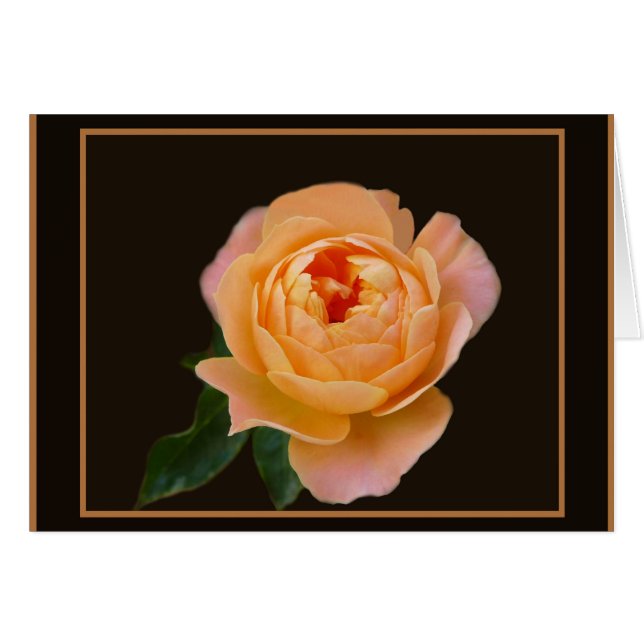 Rosa Melocotón Macro (Anverso (Horizontal))