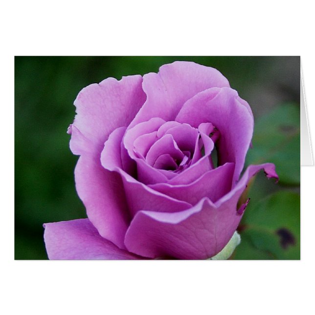 Rosa morado (Anverso (Horizontal))