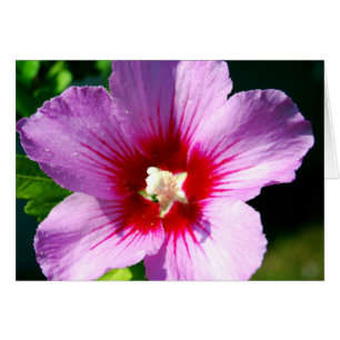 Rosa morado oscuro de Sharon