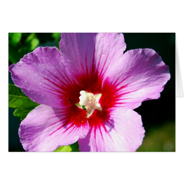 Rosa morado oscuro de Sharon (Anverso (Horizontal))