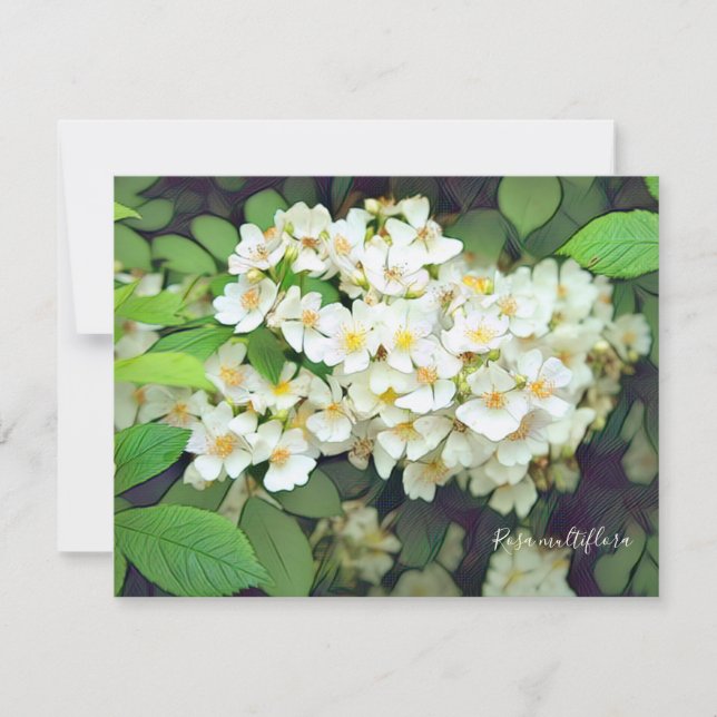 Rosa multiflora［Flat Card］ (Anverso)