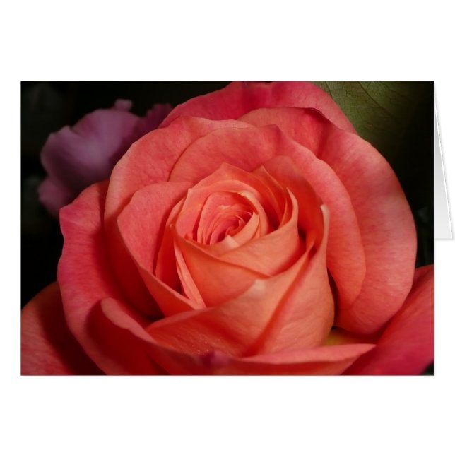 Rosa naranja (Anverso (Horizontal))