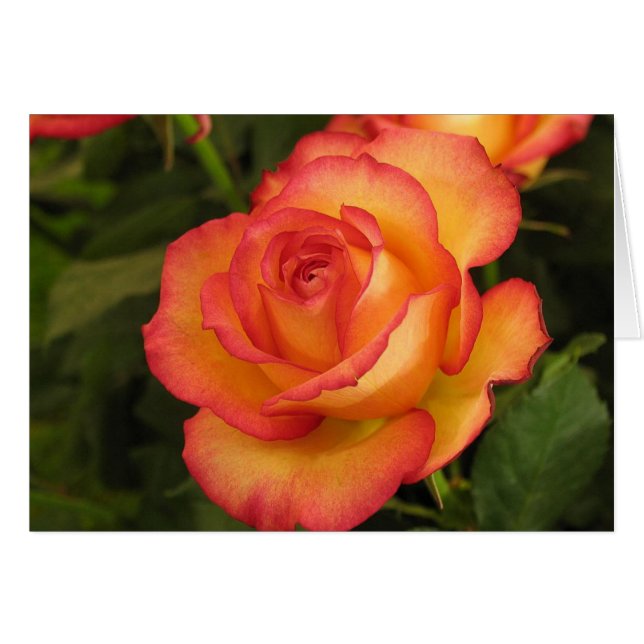 Rosa naranja (Anverso (Horizontal))