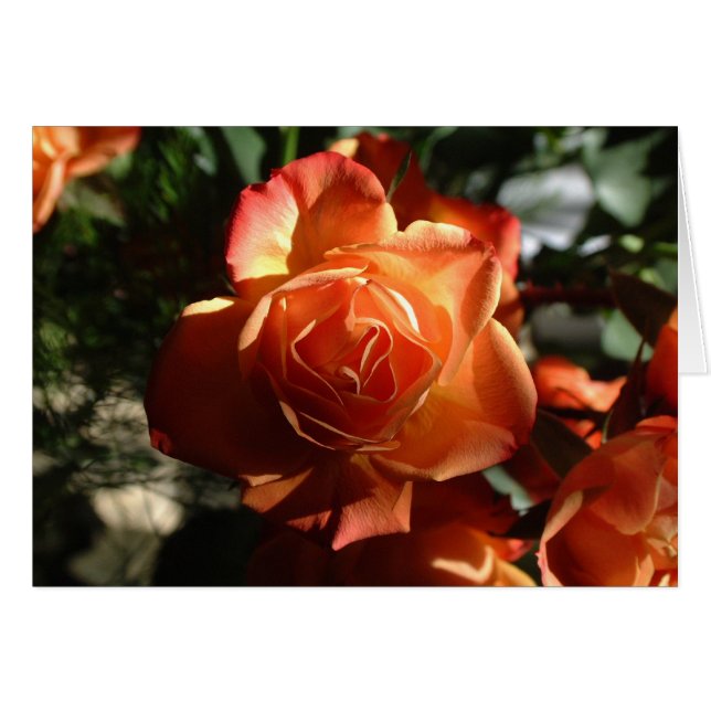 Rosa naranja (Anverso (Horizontal))
