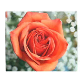 Rosa naranja en arte Metalizado en la pared de la