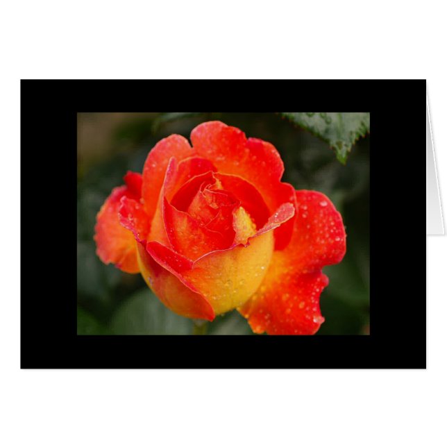 Rosa naranja Floral (Anverso (Horizontal))