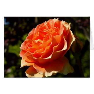 Rosa naranja II Hermosa Floral