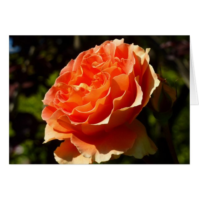 Rosa naranja II Hermosa Floral (Anverso (Horizontal))