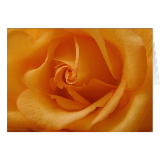 Rosa Naranja ligero (Anverso (Horizontal))