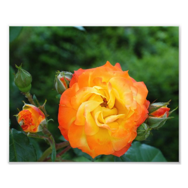 Rosa naranja Meditación Foto Decoración de pared (Frente)