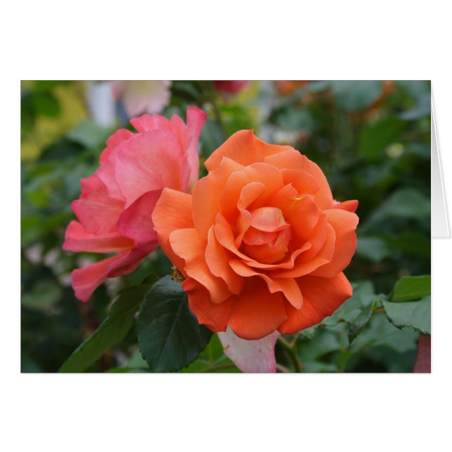 Rosa naranja y rosa (Anverso (Horizontal))