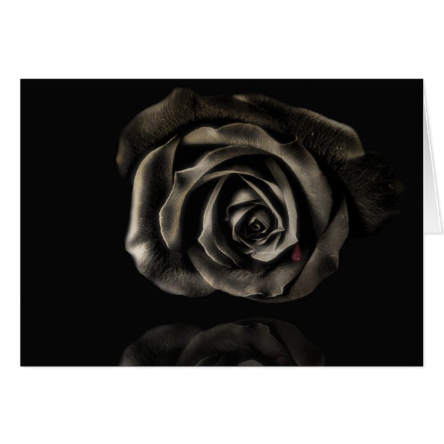Rosa negro de vampiros (Anverso (Horizontal))