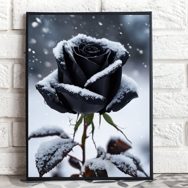Rosa negro en nieve - Impresión de arte floral de  (Subido por el creador)