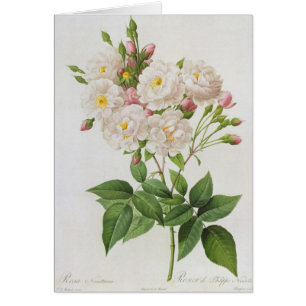 Rosa Noisettiana, rosas de los from'Les