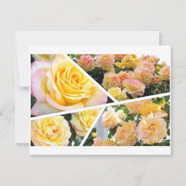 Rosa Peace [Flat Card] (Anverso)