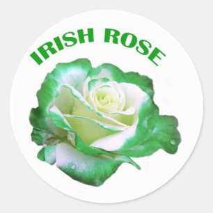 Rosa pegatina irlandés