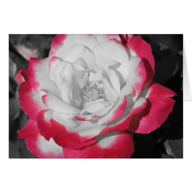 Rosa perfecto (Anverso (Horizontal))
