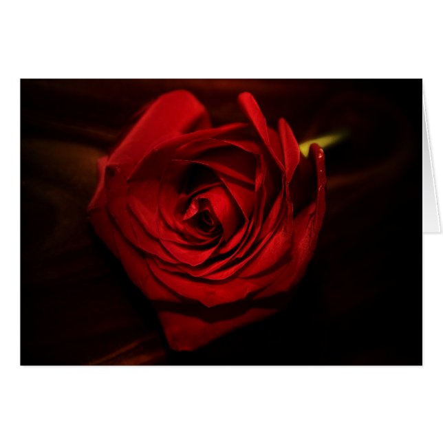 "rosa" por Larry Coressel (Anverso (Horizontal))