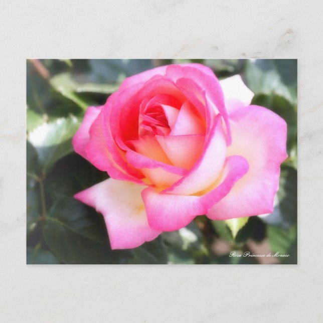 Rosa Princesse de Monaco: postal (Anverso)
