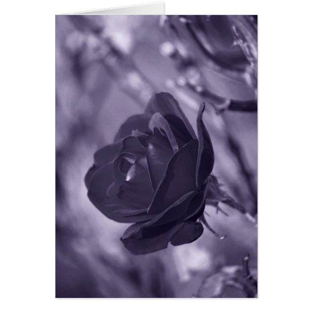 Rosa Púrpura (Frente)