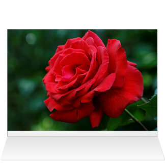 Rosa Roja