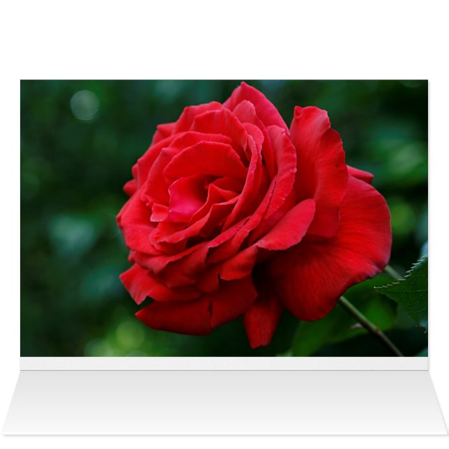 Rosa Roja (Adentro Horizontal (Parte superior))