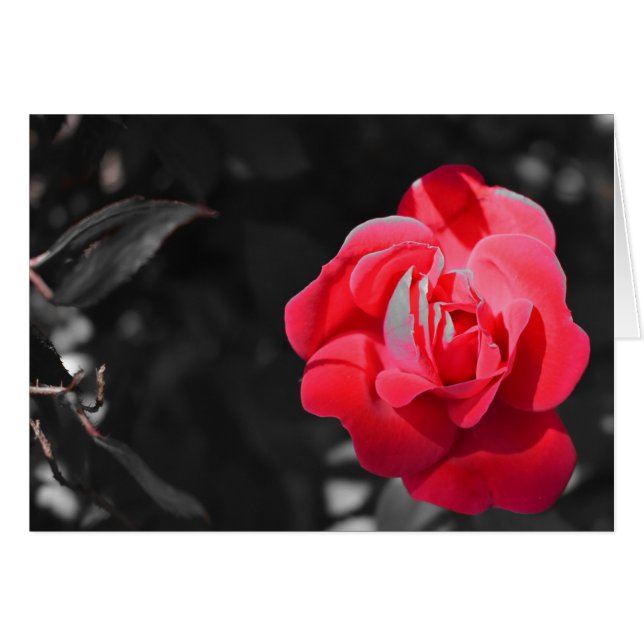 Rosa Roja (Anverso (Horizontal))