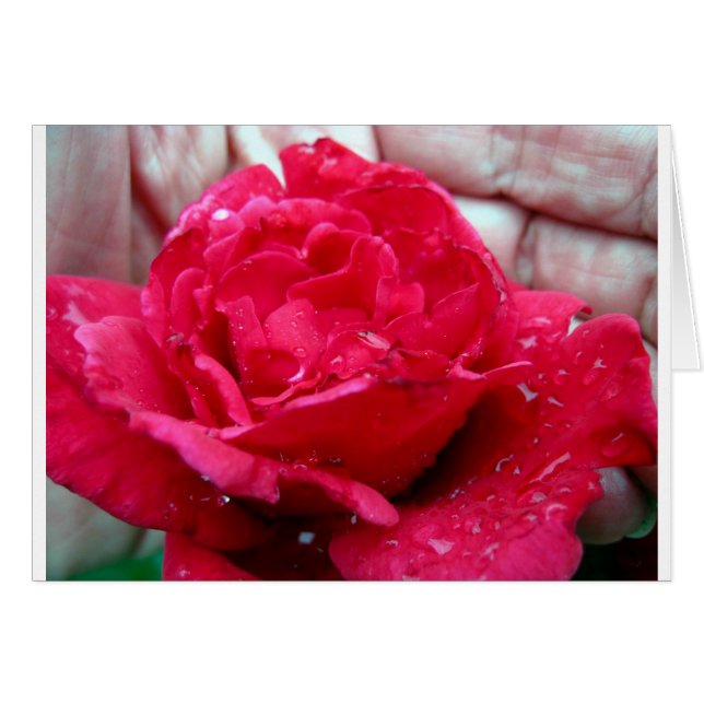 Rosa Roja (Anverso (Horizontal))