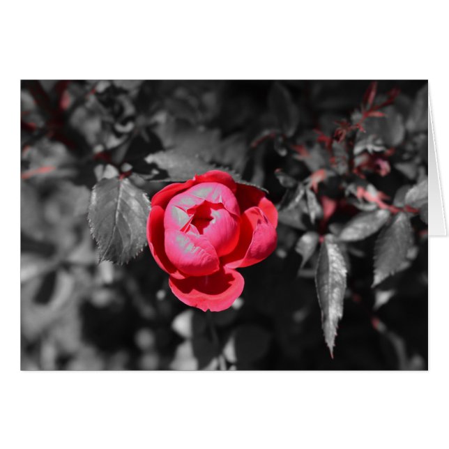 Rosa roja / Color aislado (Anverso (Horizontal))