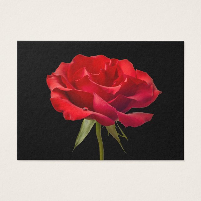 Rosa roja con Dew Drop on Black Background Persona (Frente)