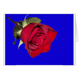 Rosa Roja con Fondo Azul
