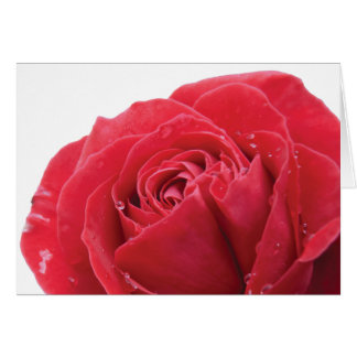 Rosa Roja con gotitas de agua