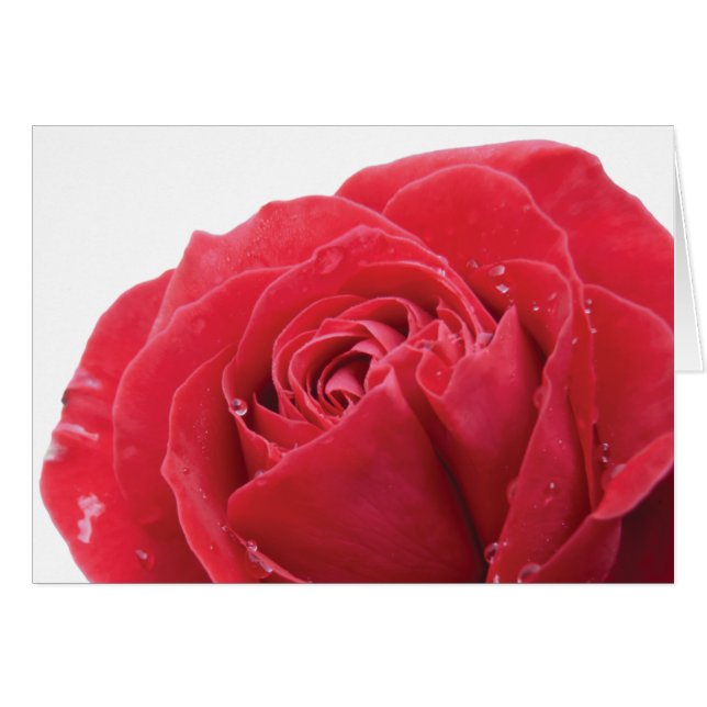 Rosa Roja con gotitas de agua (Anverso (Horizontal))