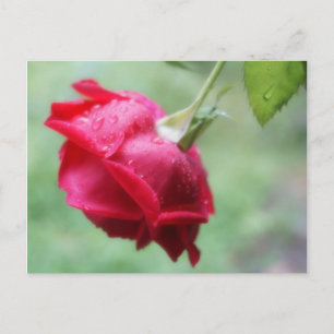 Rosa Roja Con Tarjeta De Post De Droplets De Agua