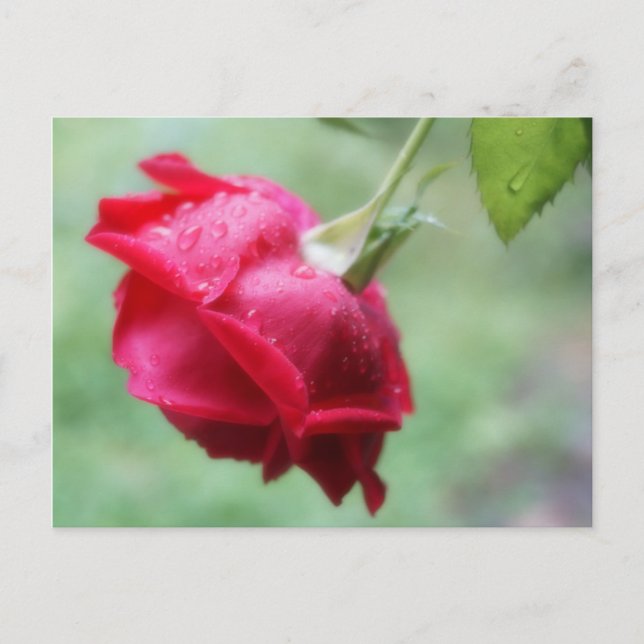 Rosa Roja Con Tarjeta De Post De Droplets De Agua (Anverso)