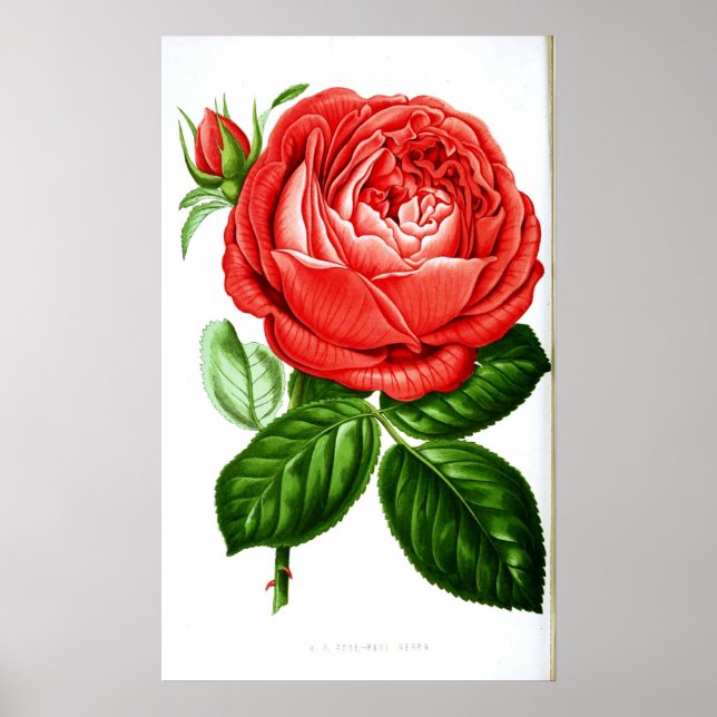 Rosa Roja de arte vintage (Frente)