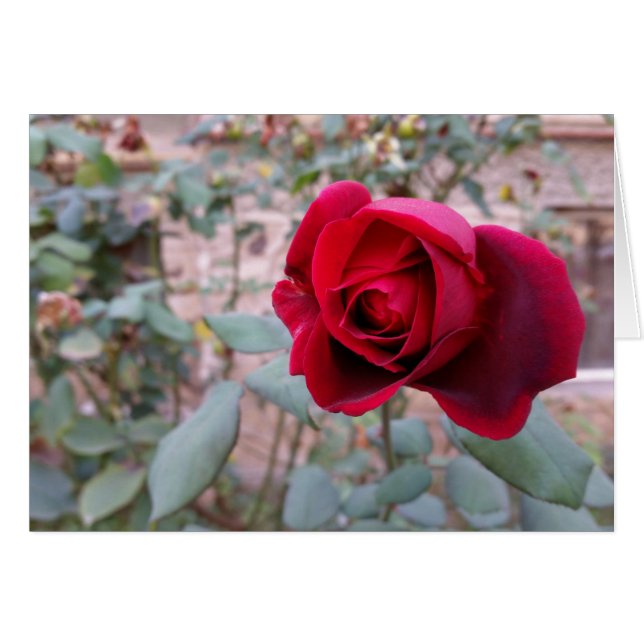 Rosa roja de otoño (Anverso (Horizontal))