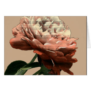 Rosa roja de rubí con acentos blancos