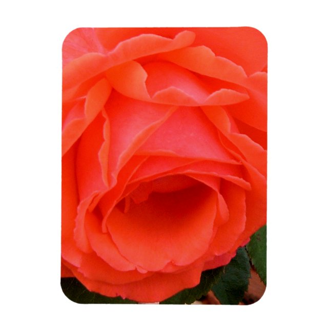 Rosa Roja de Verano - imán (Vertical)