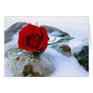 Rosa roja en la nieve