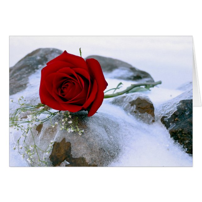 Rosa roja en la nieve (Anverso (Horizontal))