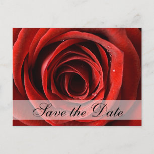 Rosa Roja Guarda la tarjeta postal de fecha