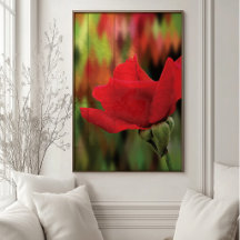 Rosa Roja Moderna de Alta Definición | Arte Botáni