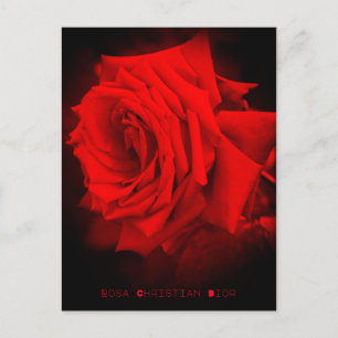 Rosa Roja: postal