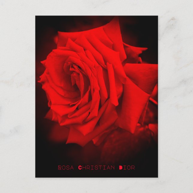 Rosa Roja: postal (Anverso)