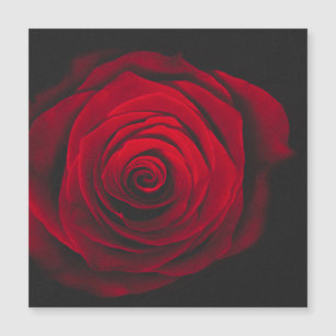 Rosa roja sobre fondo negro efecto vintage